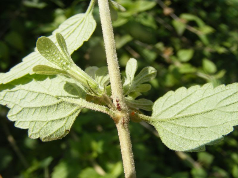 Roylea cinerea eFlora of India